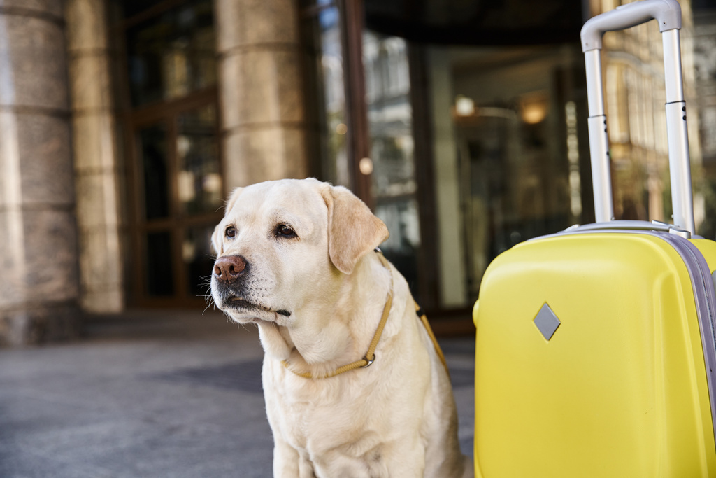 labrador siedzący obok żółtego bagażu przy wejściu do hotelu przyjazny zwierzętom, koncepcja podróży - Zdjęcie, obraz