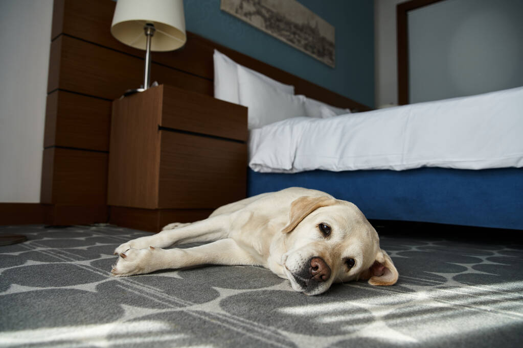 милий білий лабрадор лежить біля ліжка в готельному номері для тварин, супутник тварин і подорожей - Фото, зображення