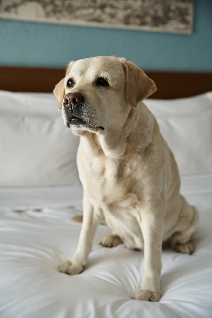 Evcil hayvan dostu bir otel odasında beyaz bir yatakta oturan sevimli beyaz labrador, hayvan arkadaşı ve seyahat. - Fotoğraf, Görsel
