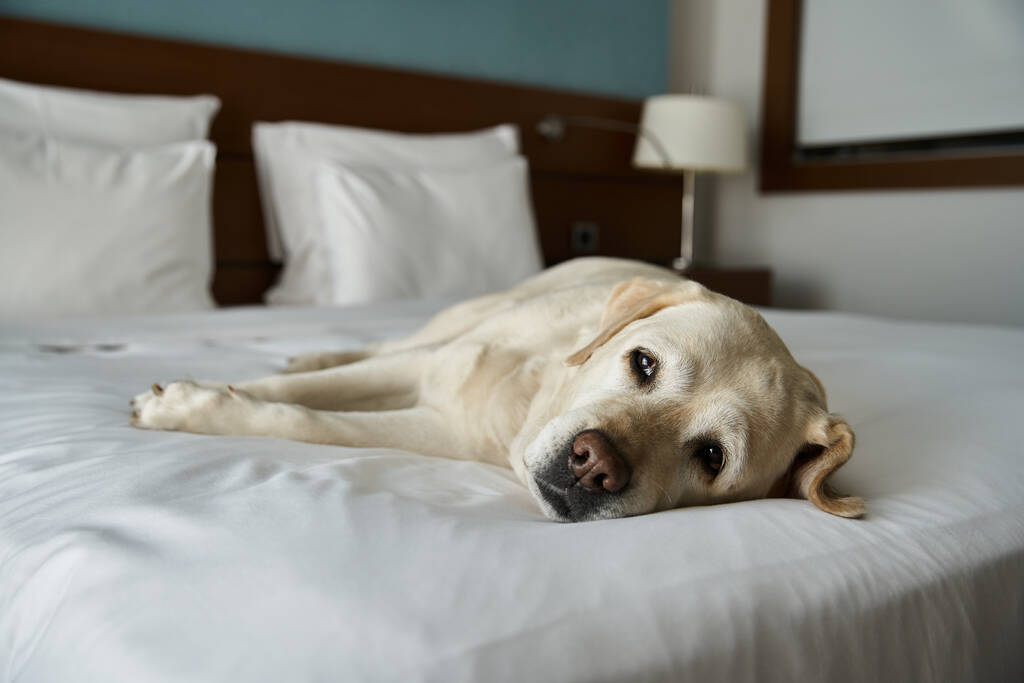 λευκό λαμπραντόρ στηρίζεται σε ένα λευκό κρεβάτι σε ένα φιλικό προς τα κατοικίδια δωμάτιο του ξενοδοχείου, ζώων σύντροφος και ταξίδια - Φωτογραφία, εικόνα