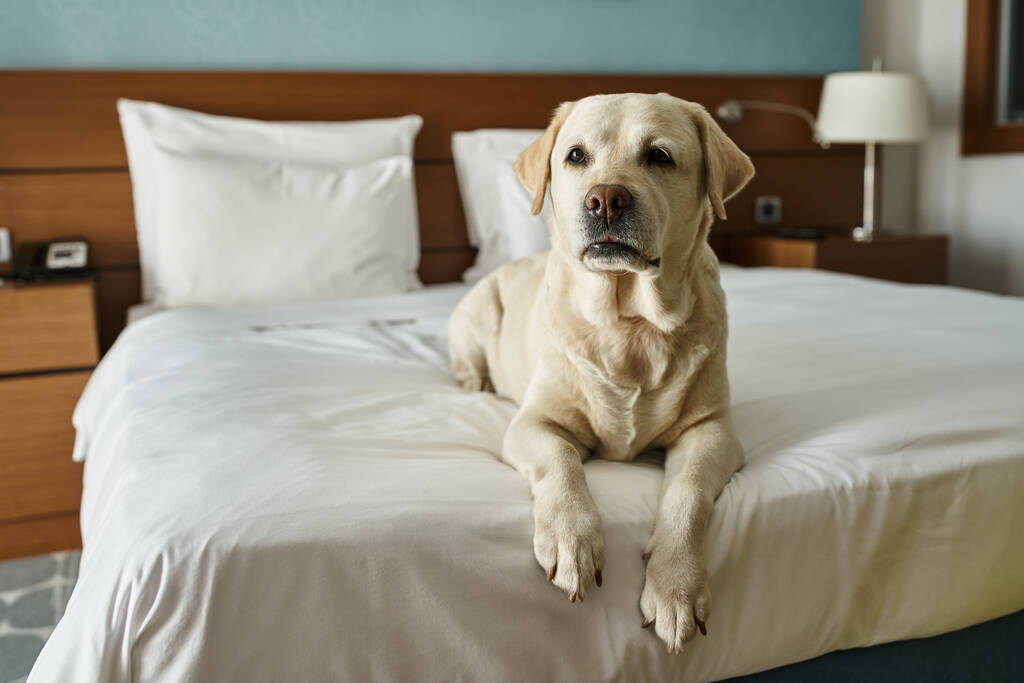 witte labrador liggend op een wit bed in een huisdiervriendelijke hotelkamer, reizen met dierenbegeleider - Foto, afbeelding