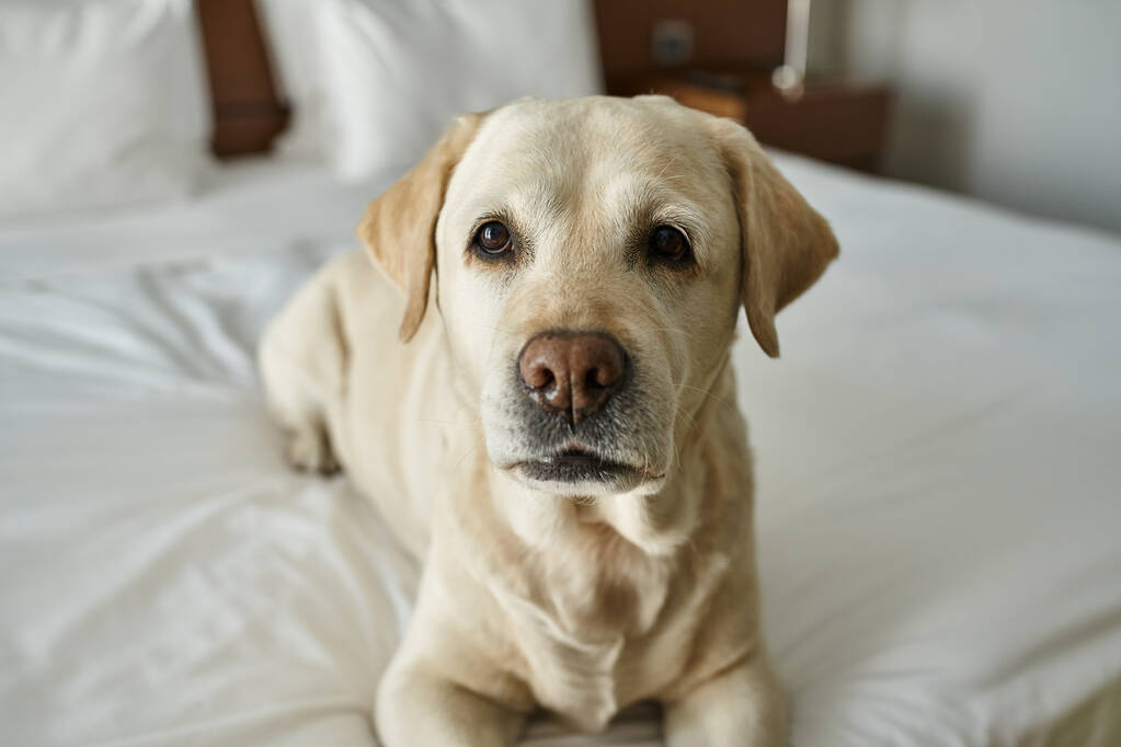 roztomilý labrador ležící na bílém lůžku v hotelovém pokoji šetrném k domácímu mazlíčkovi, cestování se zvířecím společníkem - Fotografie, Obrázek
