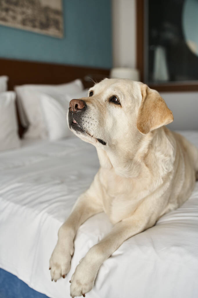 labrador sedí na bílém lůžku v hotelovém pokoji šetrném k domácímu mazlíčkovi, zvířecí společník během cesty - Fotografie, Obrázek