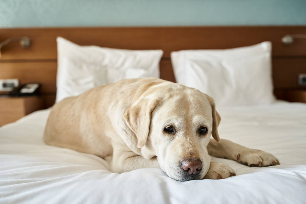 ペットフレンドリーなホテルの部屋でベッドに横たわる白いラブラドール,動物の仲間のコンセプトで旅行 - 写真・画像