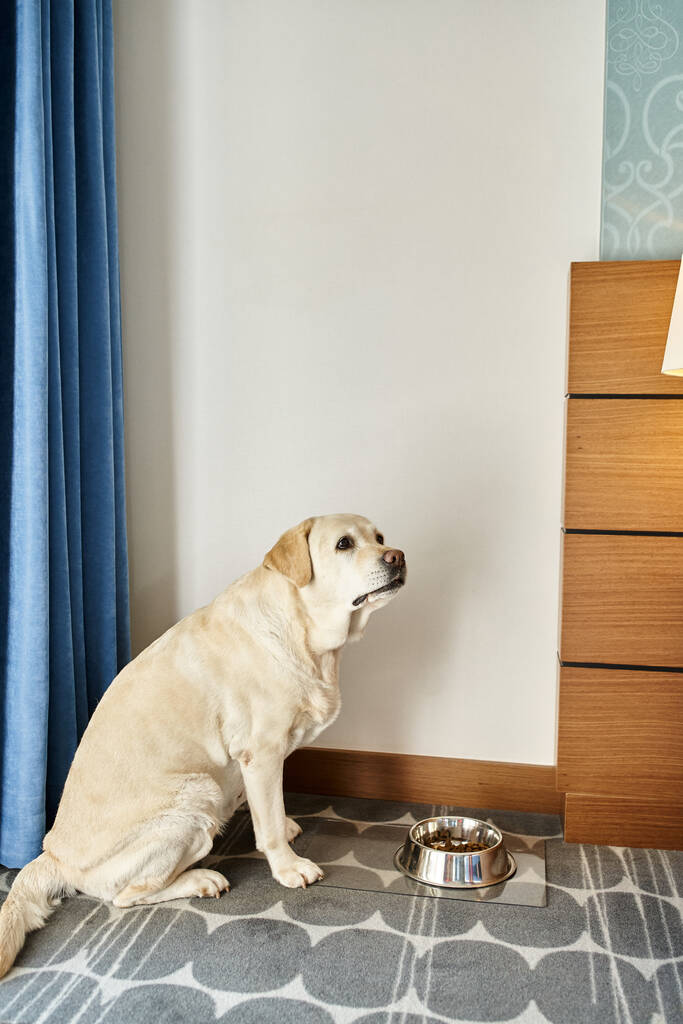 niedlicher Labrador-Hund sitzt neben Schüssel mit Tiernahrung im Zimmer eines haustierfreundlichen Hotels, Reise - Foto, Bild