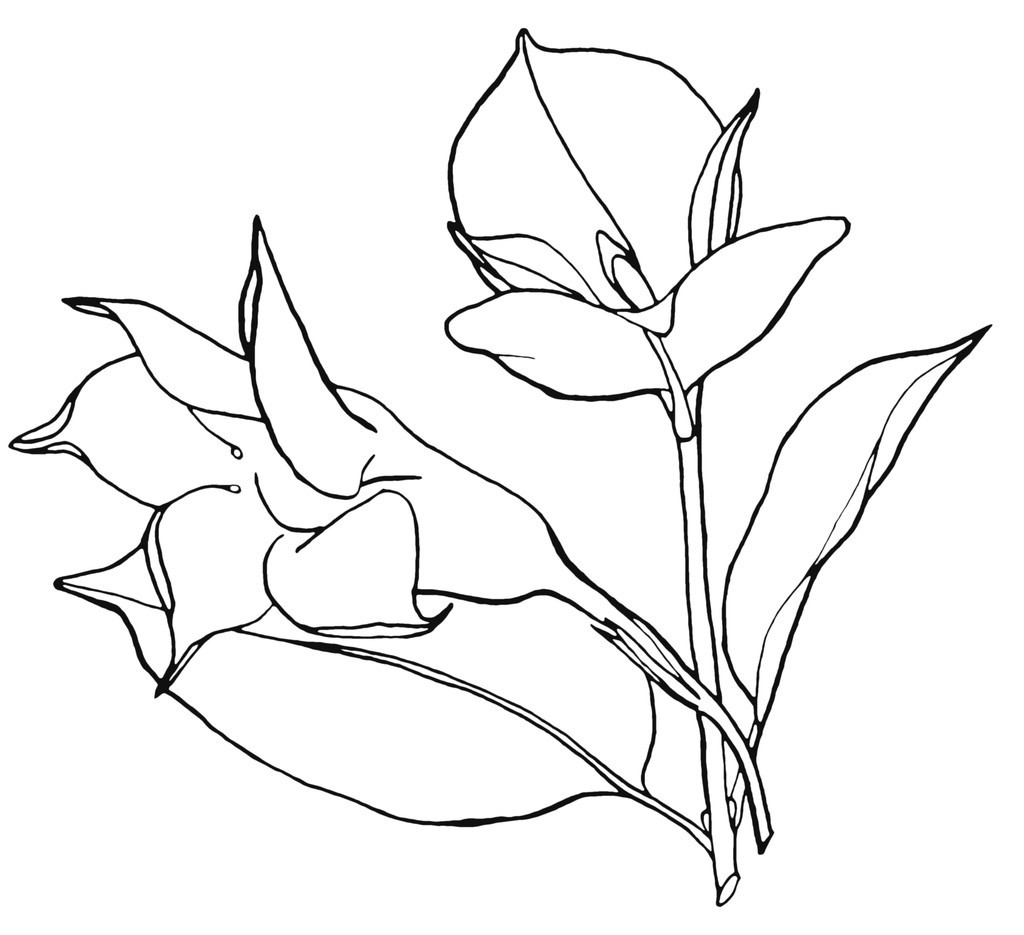 Avaaminen Mandevilla (Dipladenia) kukka, käsin piirustus sileä
 - Valokuva, kuva