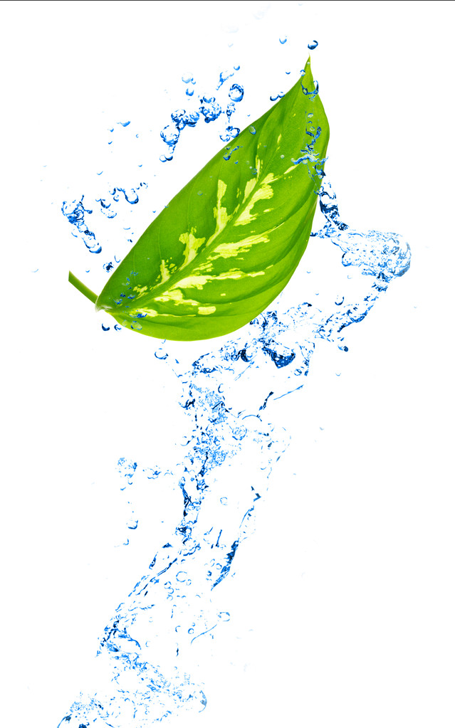 Groene blad in water spatten geïsoleerd op wit - Foto, afbeelding