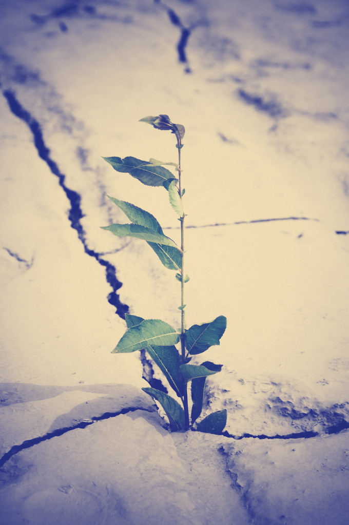Zielona roślina rośnie od pęknięty ziemi - Zdjęcie, obraz