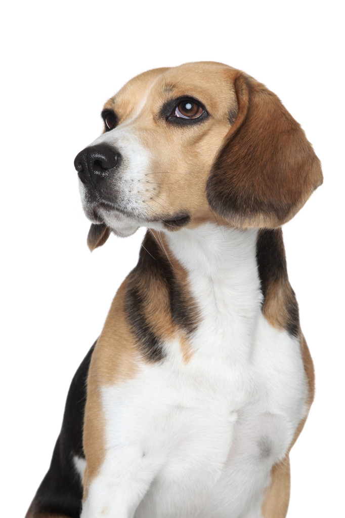 Beagle Welpen Portrait - Foto, Bild
