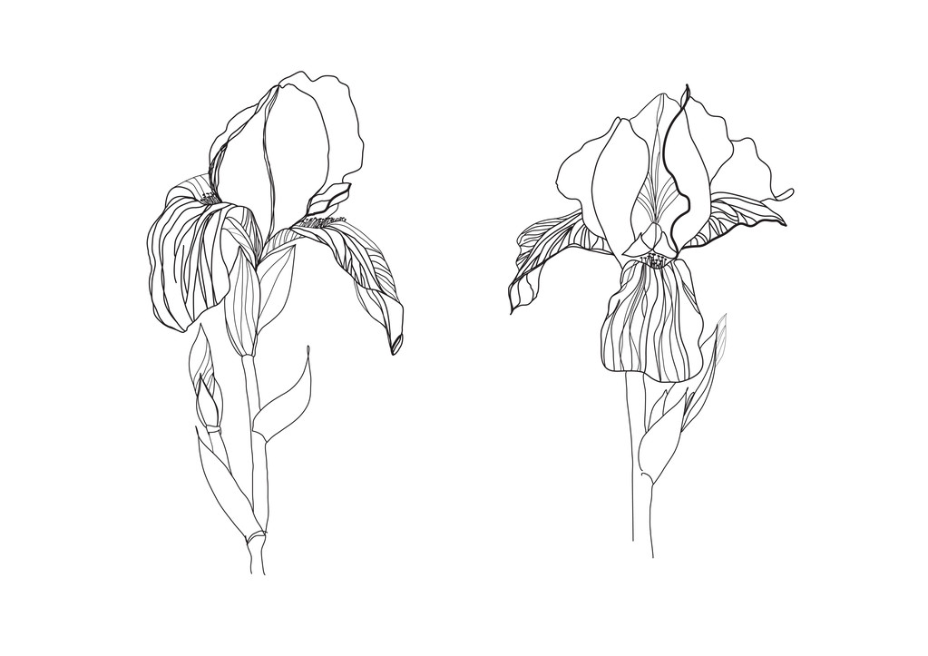 Two iris flowers drawing on white background - Vector, Image
