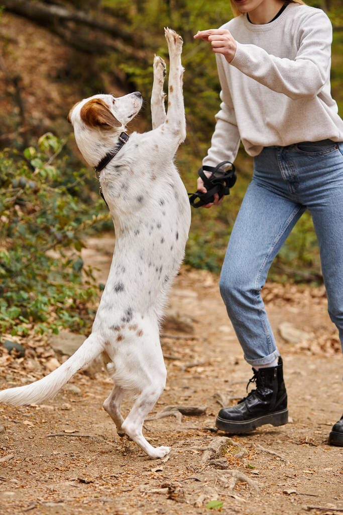 Foto von niedlichen Hund fragt nach Leckerli während des Trainings im Wald mit abgeschnittenen jungen Mädchen bei Wanderausflug - Foto, Bild