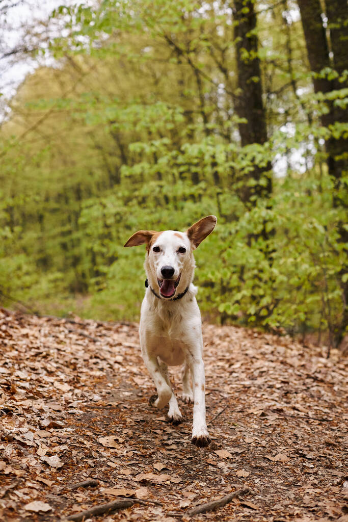Изображение активной белой собаки, бегущей к камере в лесу. Фото домашних животных в лесу - Фото, изображение