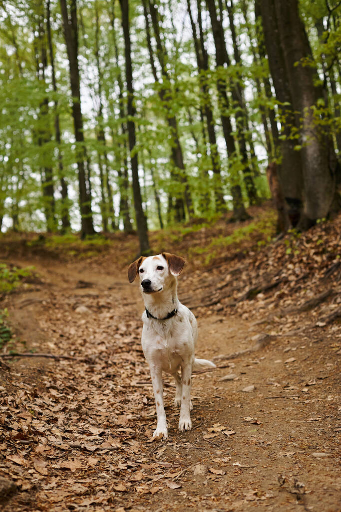 Afbeelding van een actieve witte hond die stilstaat in het bos. Natuur foto van huisdieren, hond in het bos - Foto, afbeelding