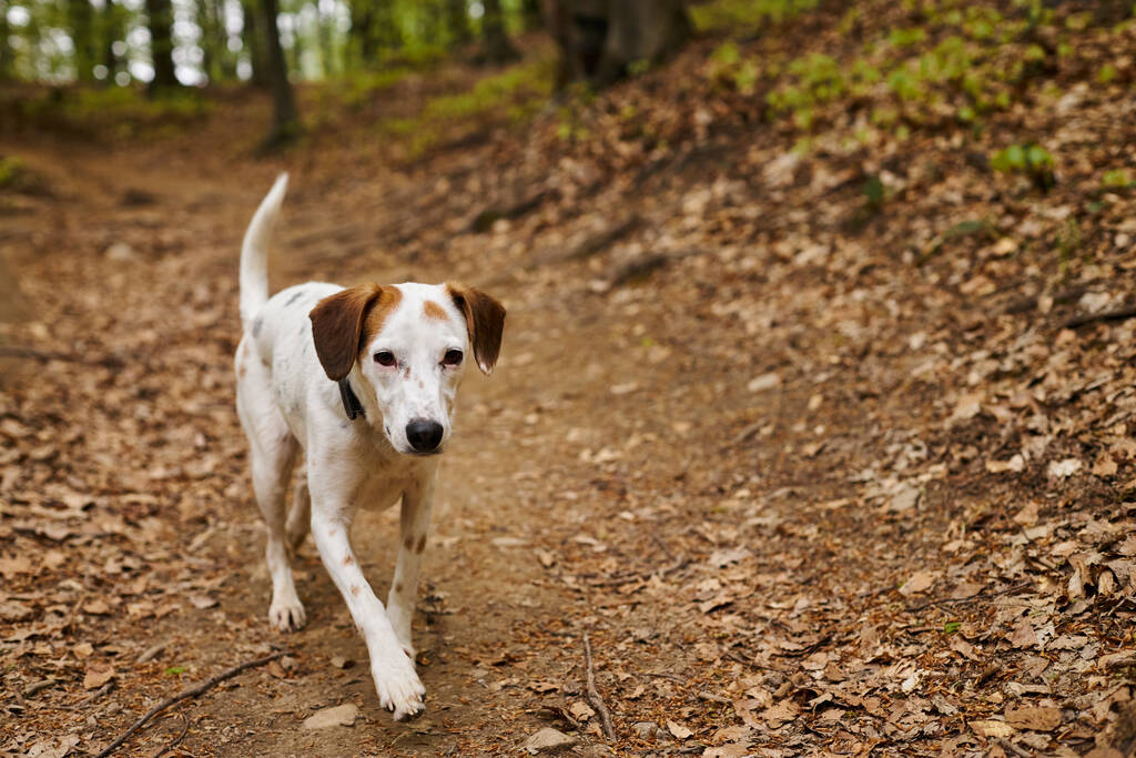 Зображення активної білої собаки, що біжить до камери в лісі. Природа фото домашніх тварин у лісі - Фото, зображення