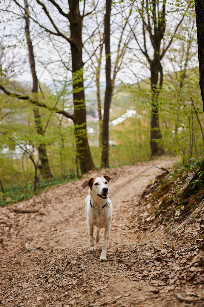 Image of curious cute white dog standing and resting in narrow forest path, looking away - Photo, Image