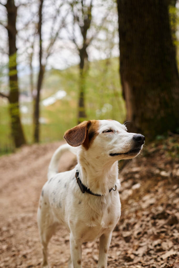 Bild eines entspannten, friedlichen, niedlichen weißen Hundes, der mit geschlossenen Augen auf einem schmalen Waldweg steht und ruht - Foto, Bild