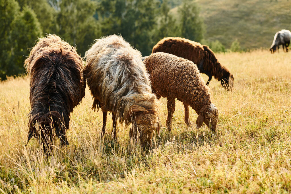 ganado vivo de ovejas y corderos marrones y negros pastando hierba fresca, mientras que en el campo verde escénico - Foto, imagen