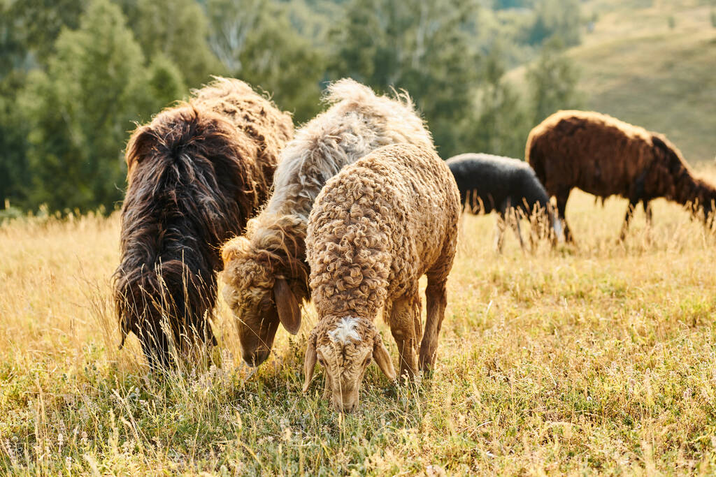 яркий скот из коричневых и черных овец и ягнят, пасущихся на свежей траве в зеленом живописном поле - Фото, изображение