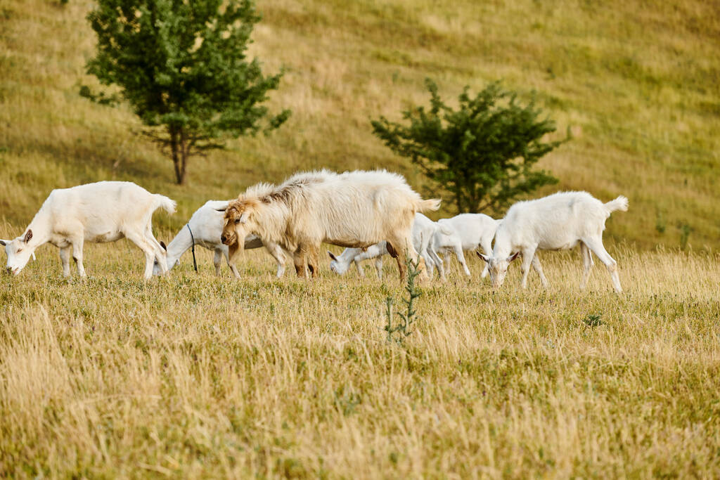 enorme levendige runderen van schattige geiten grazen vers onkruid en gras, terwijl in groen schilderachtig veld - Foto, afbeelding