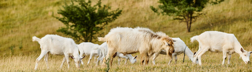ganado enorme de cabras lindas vívidas pastando malas hierbas frescas y hierba, mientras que en el campo verde escénico, bandera - Foto, Imagen