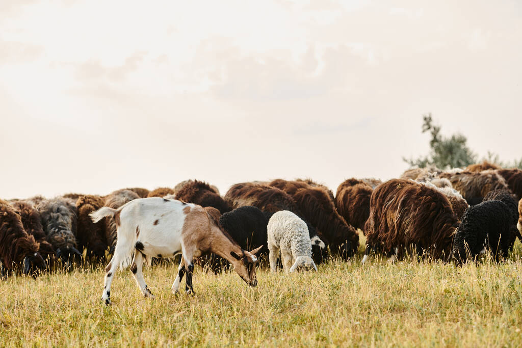enorme ganado animado de ovejas lindas y cabras pastando malas hierbas frescas, mientras que en el campo de primavera escénico - Foto, imagen