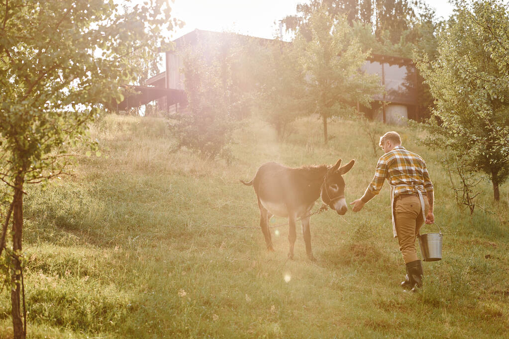 gutaussehender bärtiger Mann mit Tätowierungen, der auf seinem Bauernhof einen niedlichen Esel aus einem Metalleimer füttert - Foto, Bild