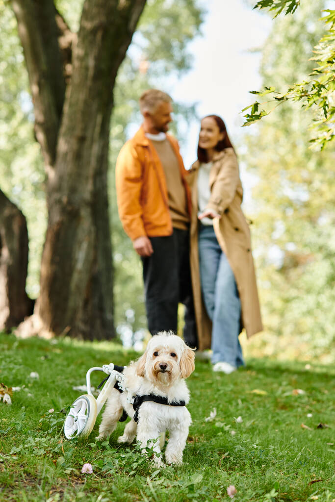 Volwassen echtpaar in casual kleding staan naast een hond in een park. - Foto, afbeelding