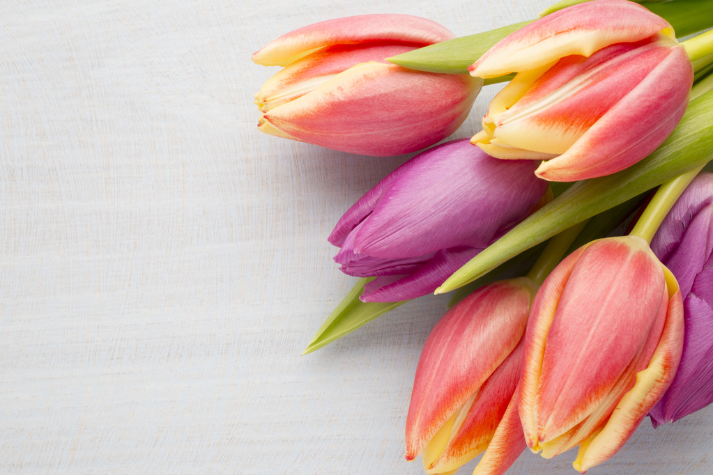 tulipán. - Foto, Imagen
