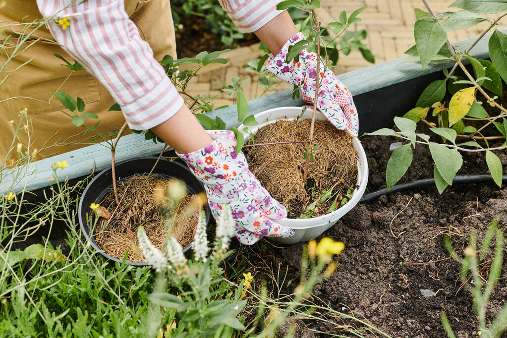 przycięty widok dojrzałej kobiety w rękawiczkach dbających o jej warzywa w ogrodzie - Zdjęcie, obraz