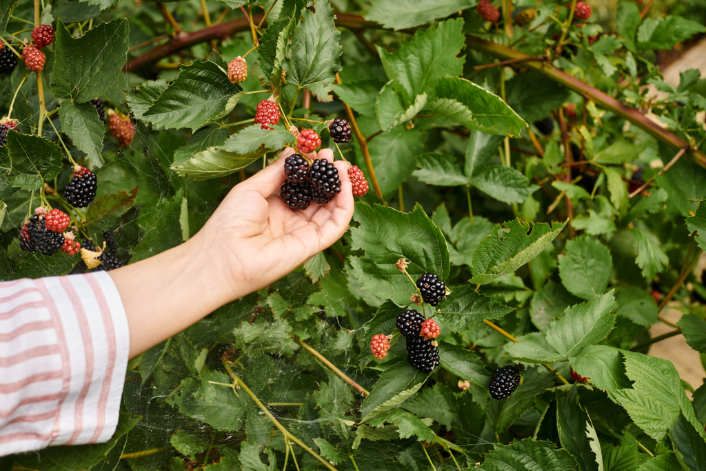 cropped view of mature woman with gardening gloves taking care of her fresh vivid dewberries - Photo, Image