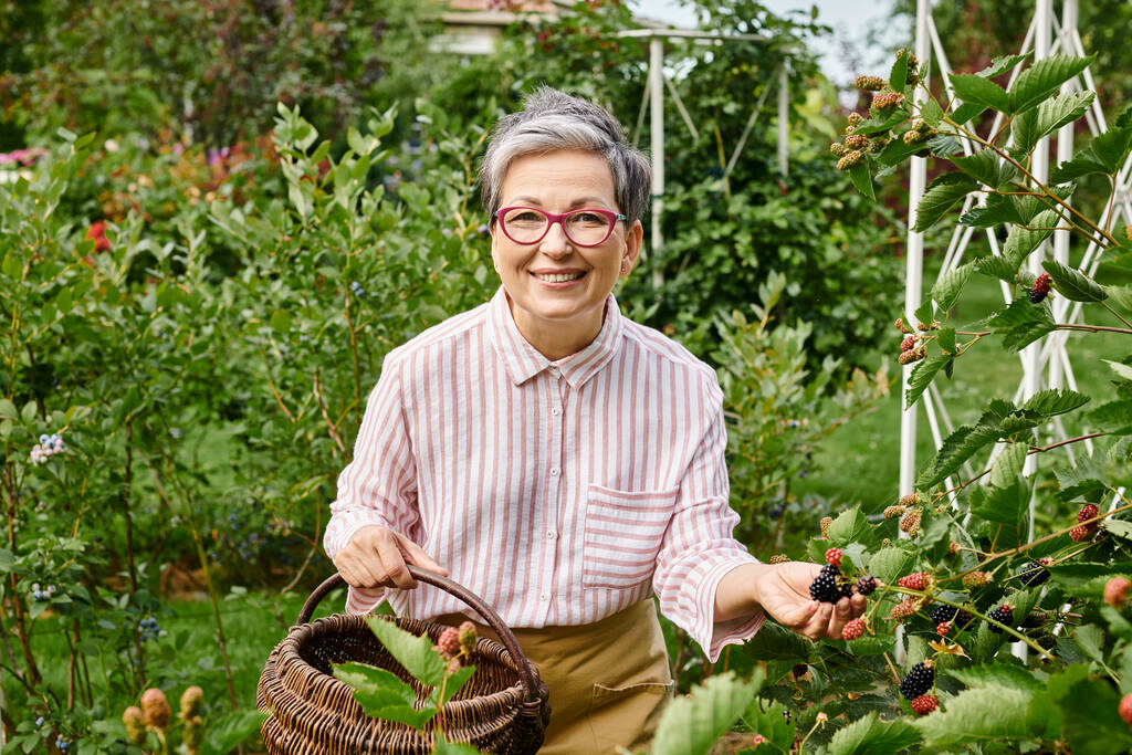 зрелая веселая женщина в очках собирает свежие ягоды в соломенную корзину и смотрит в камеру - Фото, изображение
