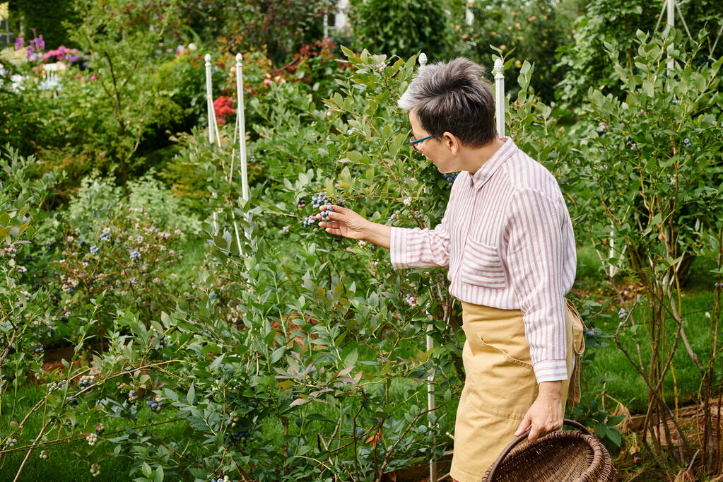 beautiful mature jolly woman with glasses picking fresh berries into straw basket in her garden - Photo, Image