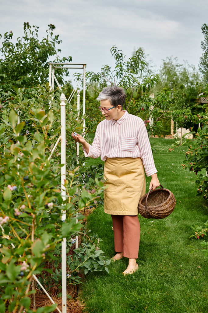 hermosa mujer madura alegre con gafas recogiendo bayas frescas en la cesta de paja en su jardín - Foto, imagen