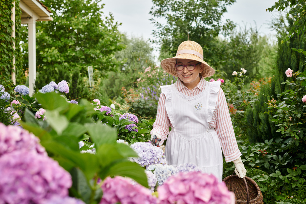 csinos csinos vidám érett nő kötény és kertészeti eszközök gondoskodó gyönyörű hortenzia - Fotó, kép