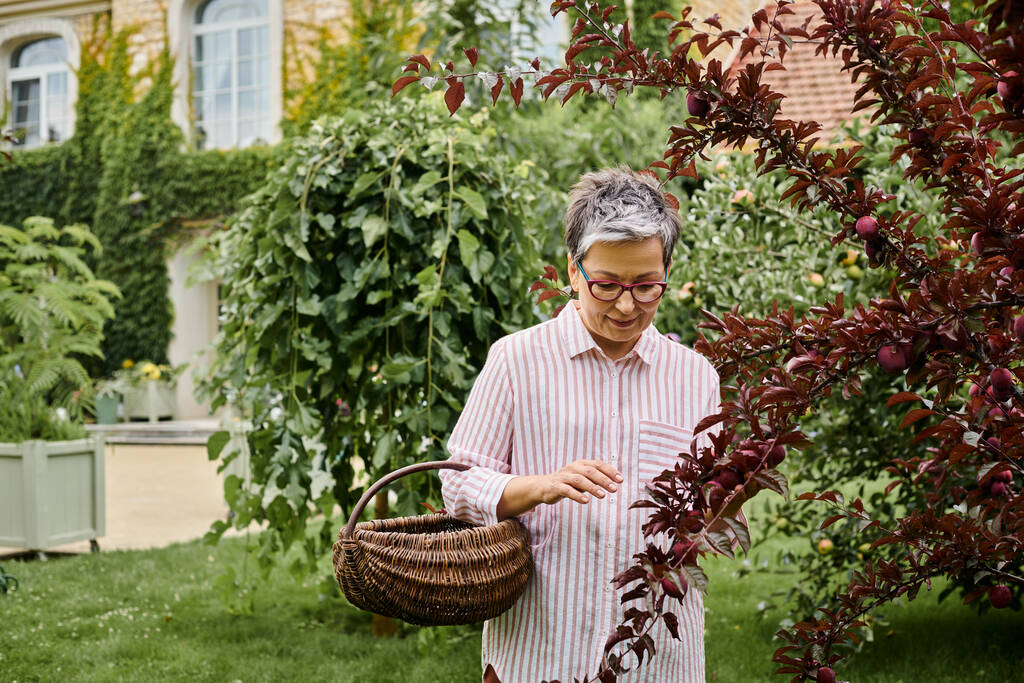 зрелая, красивая, радостная женщина в очках собирает фрукты в соломенную корзину в своем саду - Фото, изображение