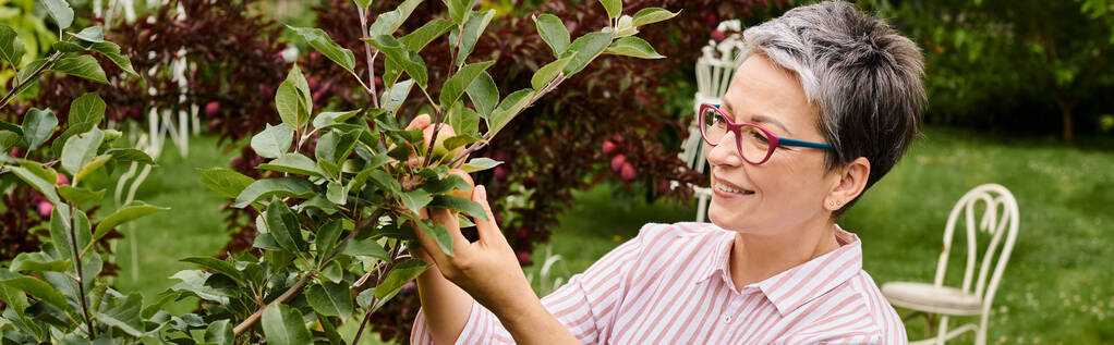 hermosa mujer madura alegre en traje casual con gafas que recogen manzanas frescas deliciosas, pancarta - Foto, Imagen