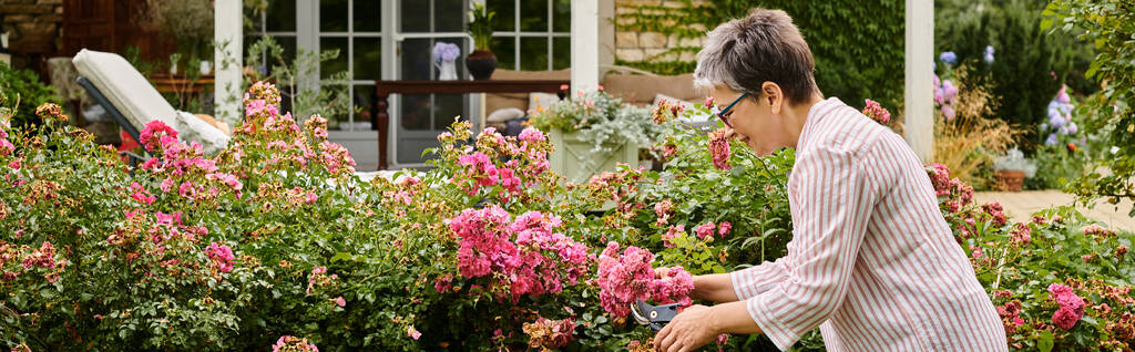atraente mulher madura alegre com cabelo curto usando ferramentas de jardinagem em sua vibrante rosa mosqueta, bandeira - Foto, Imagem