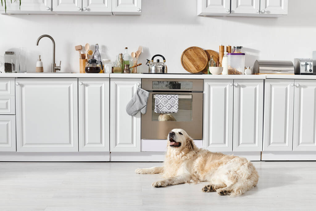 Egy békés labrador kutya kényelmesen fekszik a konyha padlóján, sütkérezik a meleg szobában.. - Fotó, kép