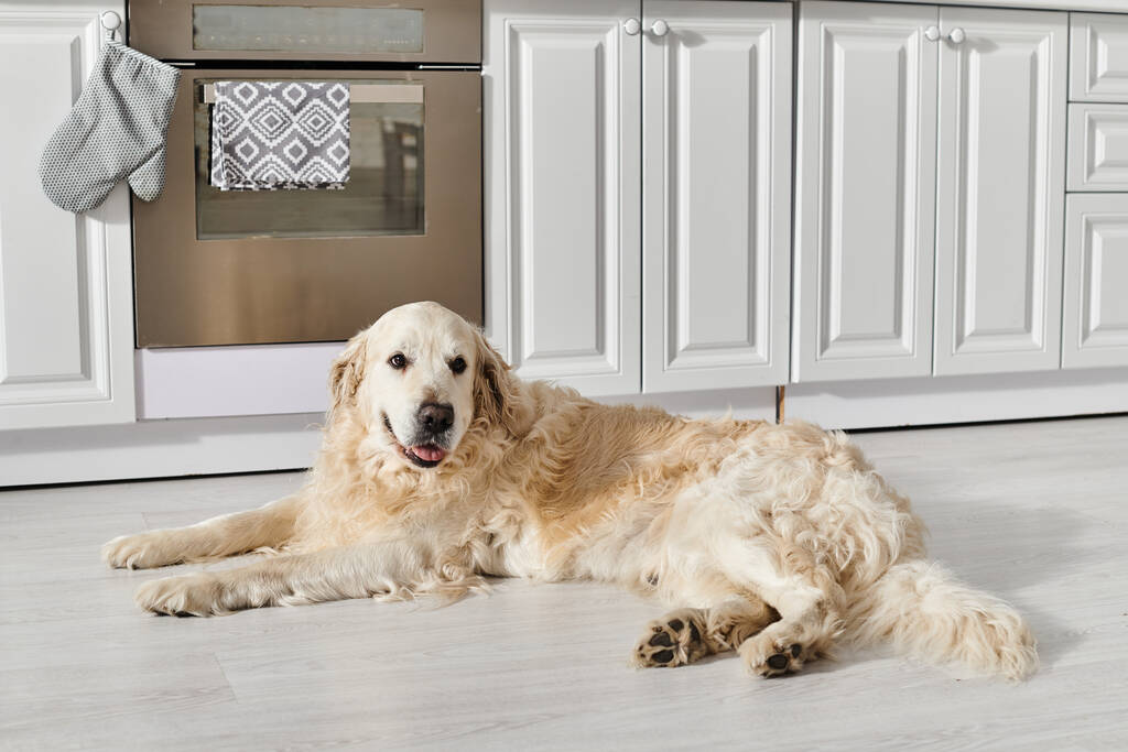 Ένα Λαμπραντόρ σκυλί με ήρεμη συμπεριφορά αναπαύεται άνετα στο πάτωμα σε ένα άνετο σκηνικό κουζίνας. - Φωτογραφία, εικόνα