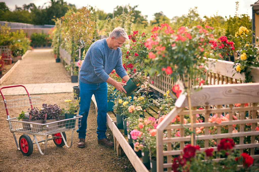 Kypsä mies vaunun kanssa ulkona puutarhakeskuksessa kasvien valinta ja ruusun ostaminen - Valokuva, kuva