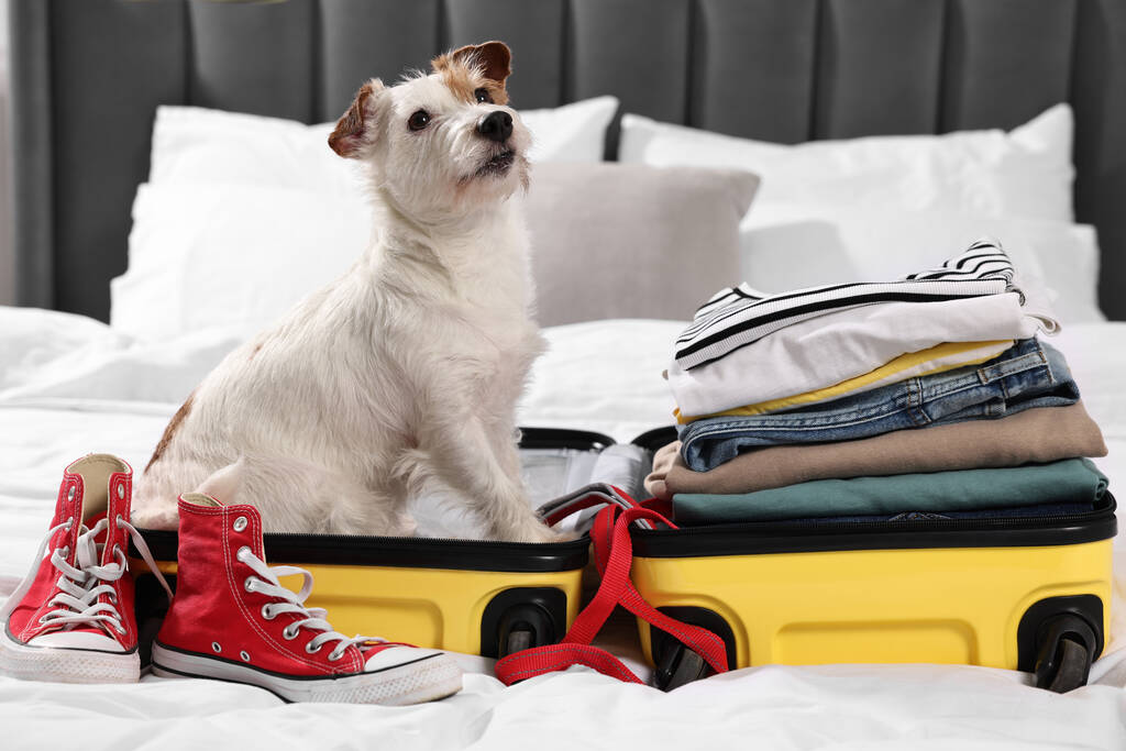 Podróż ze zwierzątkiem. Pies, ubrania, buty i walizka na łóżku w domu - Zdjęcie, obraz