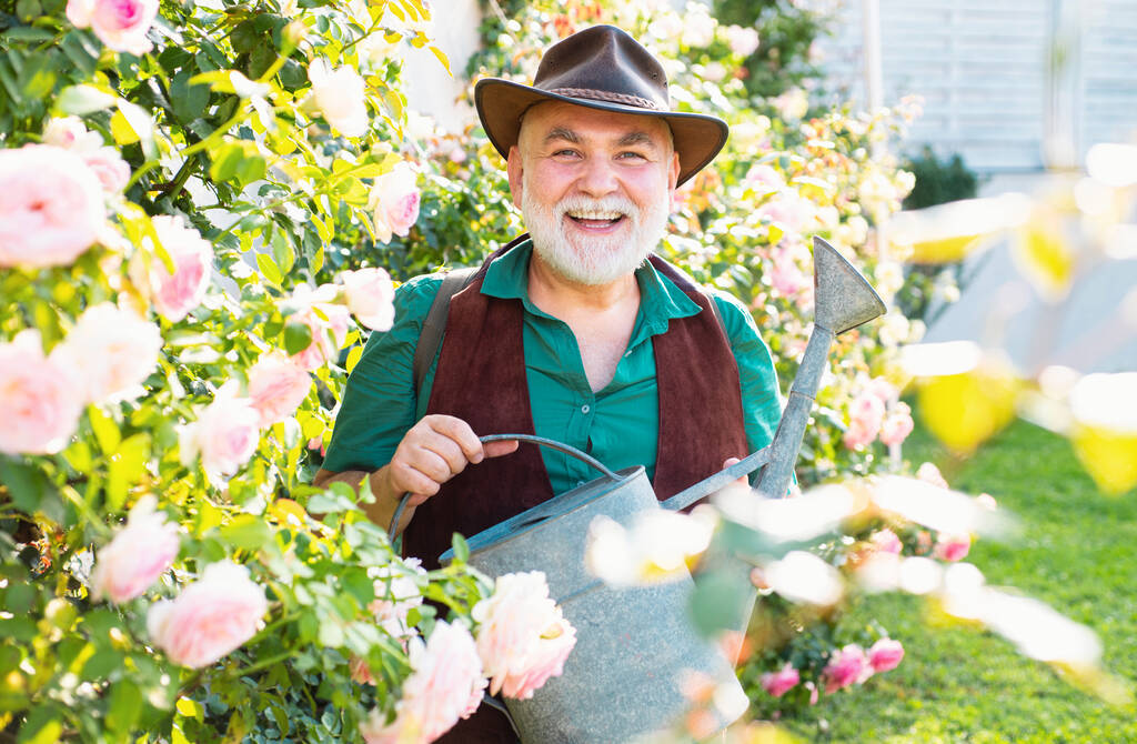 水やりをしている老人はバラ園で缶。春の園芸ルーチン趣味。裏庭の幸せな先輩祖父 - 写真・画像