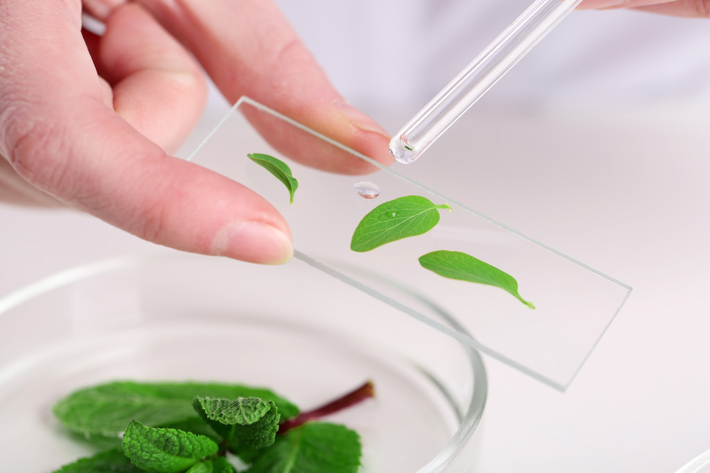 Женщина осматривает зеленое растение в лаборатории, закройте - Фото, изображение
