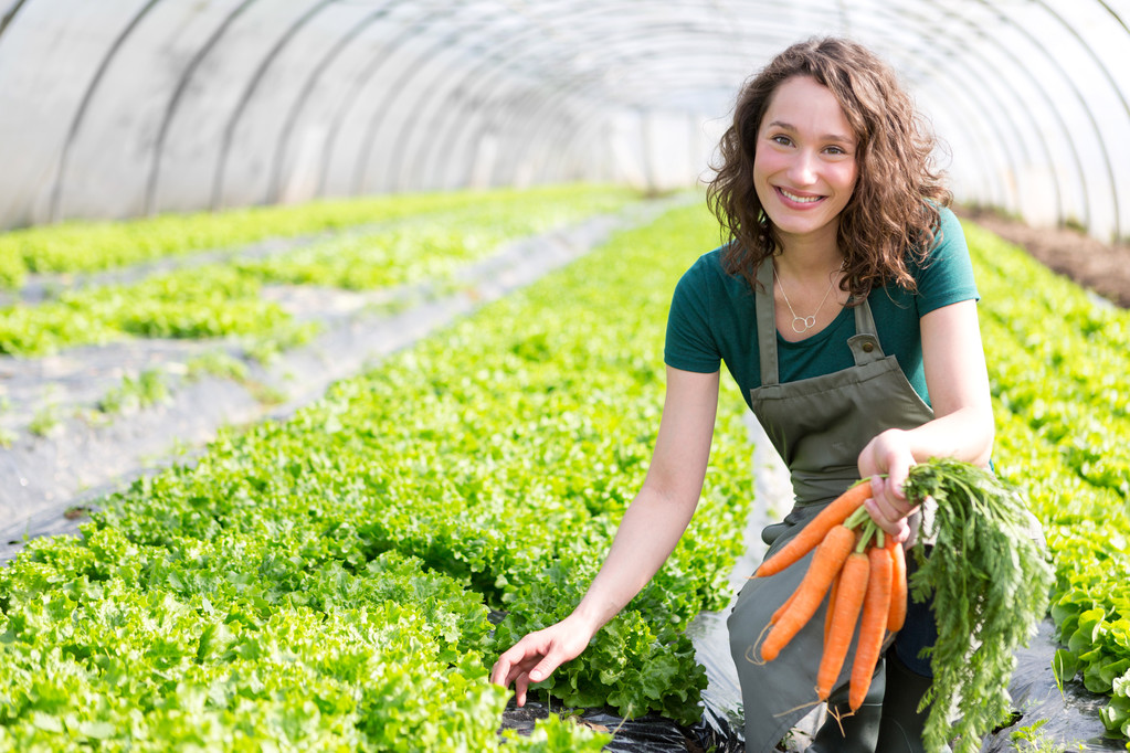Giovane agricoltore attraente che raccoglie carote
 - Foto, immagini