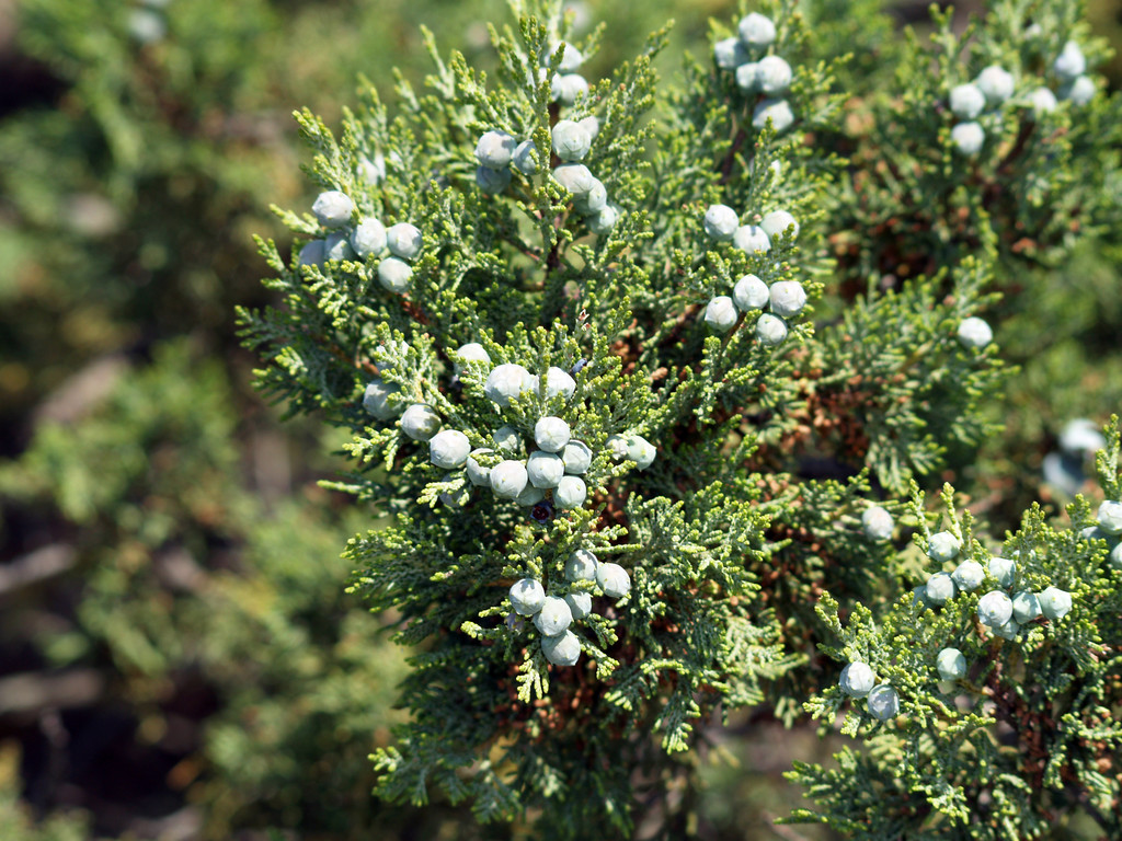 Galberries i igły Juniperus excelsa (Krym) - Zdjęcie, obraz