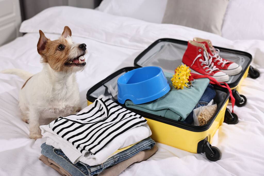 Reis met huisdier. Hond, kleding en koffer op bed binnen - Foto, afbeelding