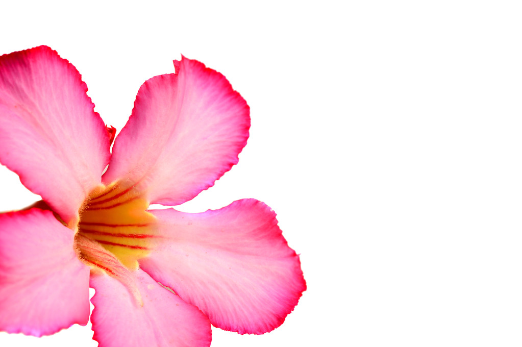 花の背景。熱帯の花ピンクのアデニウムのクローズ アップ。白い背景の砂漠ローズ. - 写真・画像