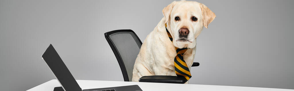 Um cão usando gravata se senta na frente de um computador em um estúdio, incorporando o conceito de um animal doméstico no trabalho.. - Foto, Imagem