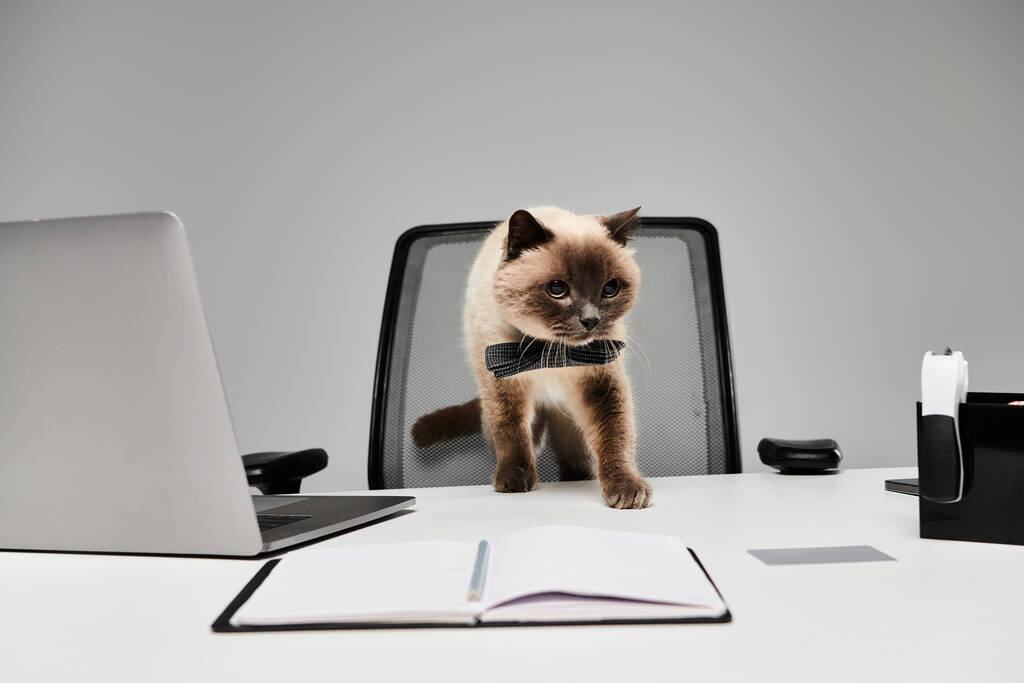 Eine stylische Katze mit Fliege geht selbstbewusst über einen Schreibtisch in einem Studio-Ambiente. - Foto, Bild