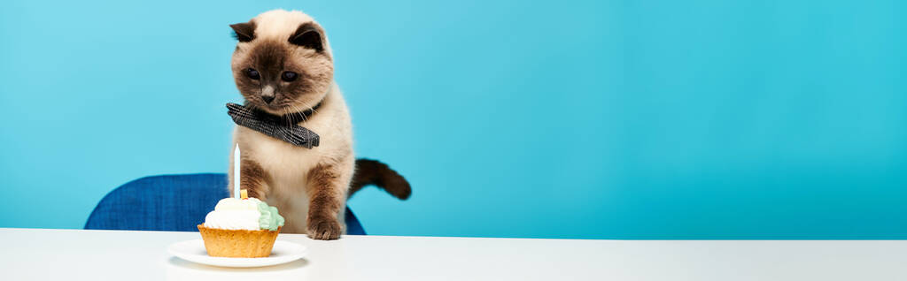 Μια γάτα στέκεται δίπλα σε ένα κεκάκι στο τραπέζι σε ένα γοητευτικό σκηνικό στούντιο, αναδεικνύοντας την ομορφιά των καθημερινών αλληλεπιδράσεων. - Φωτογραφία, εικόνα